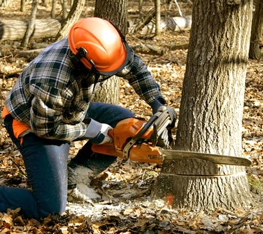 Tree Removal in Martinsburg, OH